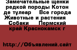 Замечательные щенки редкой породы Котон де тулеар  - Все города Животные и растения » Собаки   . Пермский край,Краснокамск г.